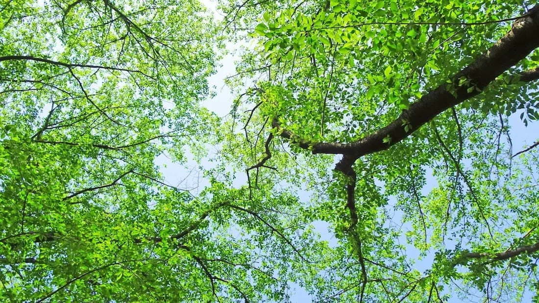 木漏れ日の写真